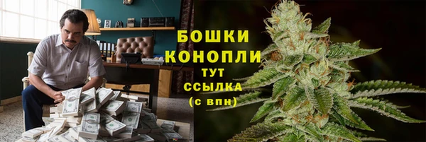 прущие грибы Рославль